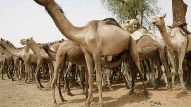 المسار نيوز إحباط تهريب (ابل) يحظر القانون تصديرها