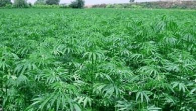 المسار نيوز مكافحة المخدرات بكسلا تضبط مزرعة لزراعة نبات الشاشمندي المخدر