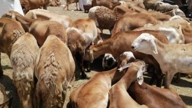 المسار نيوز خطة طموحة لتنمية وتطوير قطعان الماشية بالقضارف