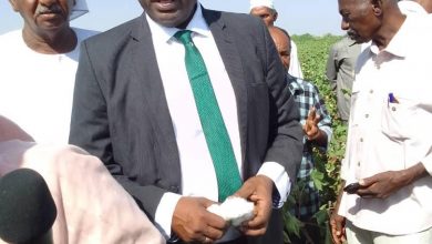 المسار نيوز السودان يستعد لحصاد( 42) الف فدان قطن