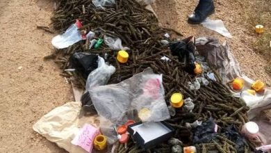المسار نيوز الشرطة تبيد( 4000) رأس حشيش”بنقو”