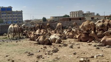 المسار نيوز مكافحة التهريب تضبط (136) رأس من إبل مهربة خارج البلاد