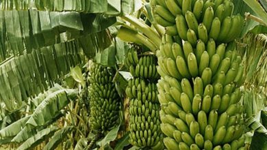 المسار نيوز سنار تنتج ٧٣٪ من صادرات البلاد من الموز