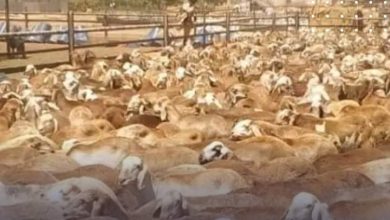 المسار نيوز السعودية تعيد باخرة مواشي سودانية