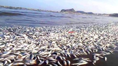 المسار نيوز نفوق جماعي للاسماك بالبحر الأحمر يثير المخاوف بالسودان