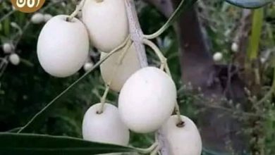 المسار نيوز ليبيا تحصل على شهادة تسجيل الزيتون الأبيض