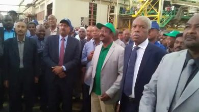 المسار نيوز كنانة : زراعة ( ٧٠ ) الف فدان قصب لهذا العام