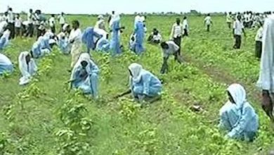 المسار نيوز حكومة الجزيرة تخصص مساحات زراعية للشباب