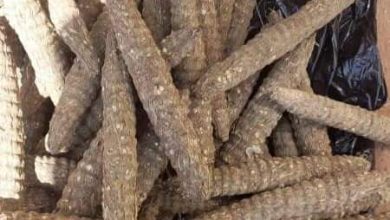 المسار نيوز ضبط 1296 راس حشيش بحوزة مروج خطير
