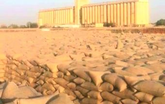 المسار نيوز انخفاض في وارد السمسم ورفض البيع ببورصة المحاصيل بالقضارف