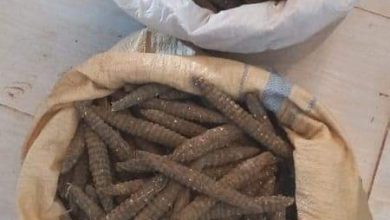 المسار نيوز ضبط 719 راس حشيش (بنقو) بمحلية الخوي بغرب كردفان