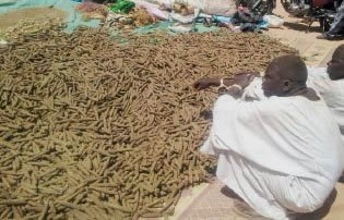 المسار نيوز ضبط (496) رأس بنقو بجنوب دارفور