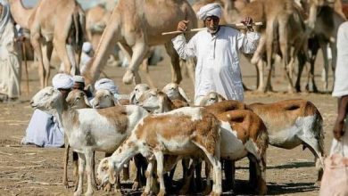 المسار نيوز وزير الثروة الحيوانية : نتوقع تصذير (7) ملايين راس من الماشية خلال 2023