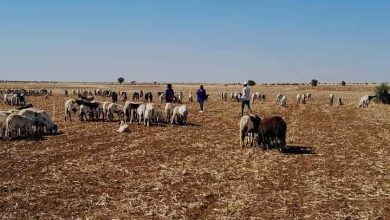 المسار نيوز محجر لصادر الماشية بالجزيرة بسعة 30 ألف رأس