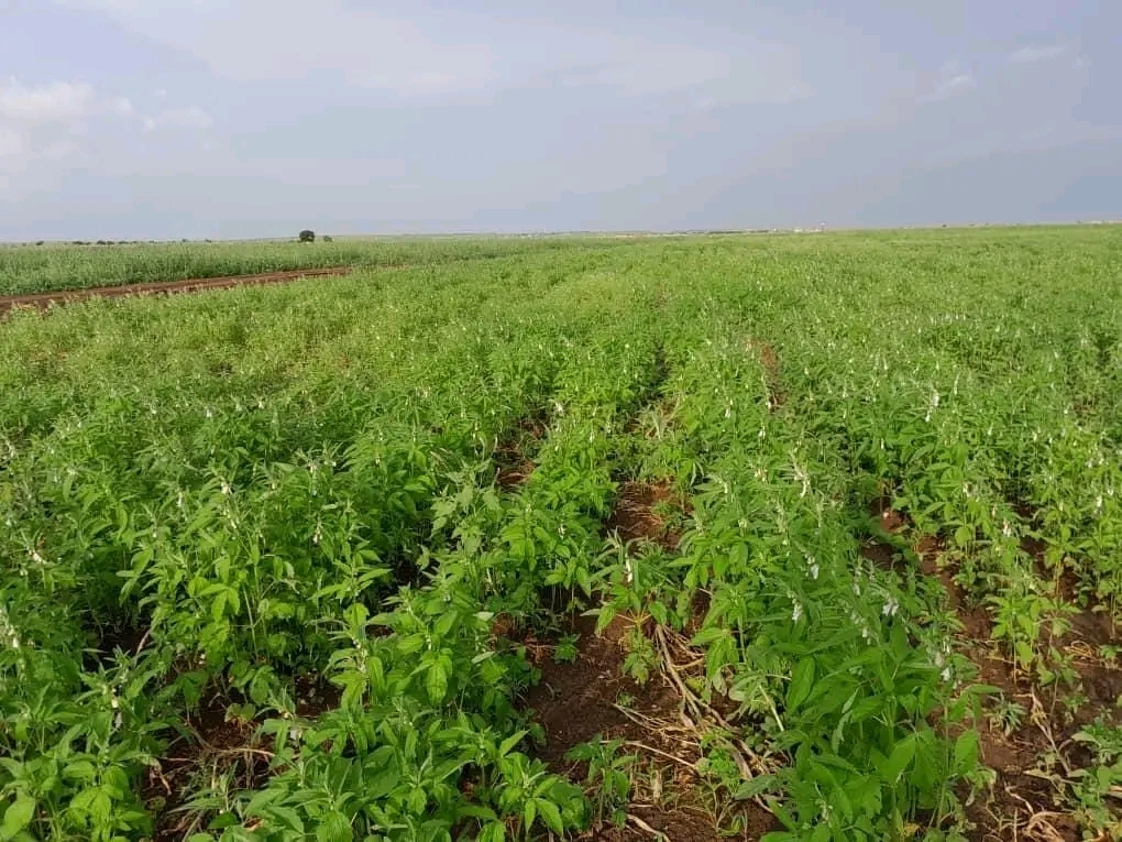 وزارة الزراعة تبحث ترتيبات إنجاح الموسم الصيفي بالنيل الابيض 1 المسار نيوز وزارة الزراعة تبحث ترتيبات إنجاح الموسم الصيفي بالنيل الابيض