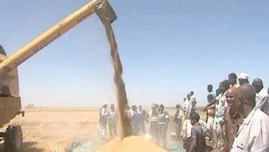المسار نيوز والي كسلا يطلع على نتائج الموسم الشتوي بهيئة حلفا الجديدة الزراعية