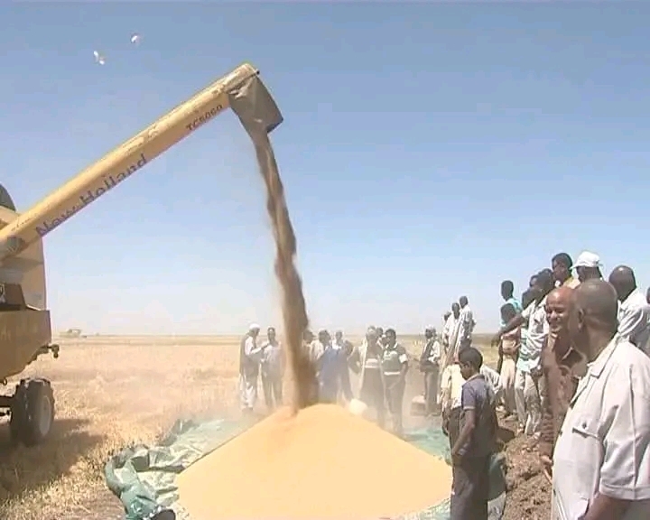 والي كسلا يطلع على نتائج الموسم الشتوي بهيئة حلفا الجديدة الزراعية 1 المسار نيوز والي كسلا يطلع على نتائج الموسم الشتوي بهيئة حلفا الجديدة الزراعية