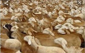 الثروة الحيوانية تنفذ إجراءات مهمة لدعم الصادر 1 المسار نيوز الثروة الحيوانية تنفذ إجراءات مهمة لدعم الصادر