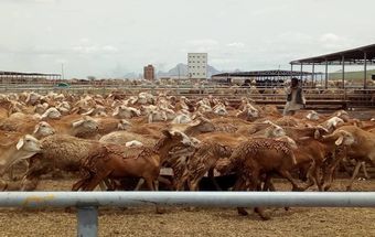 المسار نيوز وكيل التجارة يقف على عمليات صادر الماشية بمحجر سواكن